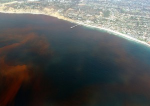 A "red tide" off the coast of La Jolla, San Diego, California.  Image Credit: CC.
