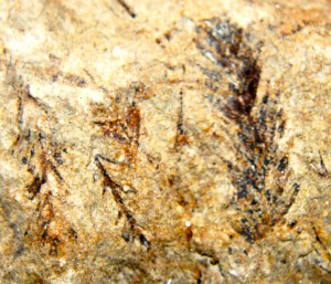 Fossilized redwood branch tips